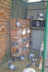 pigeon race cage