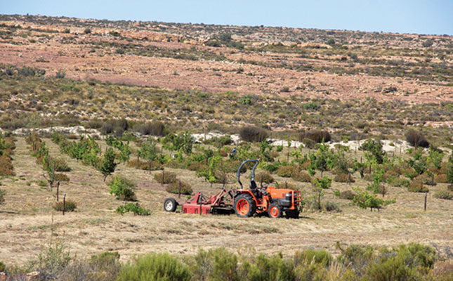 Truffles: black gold for South African farmers