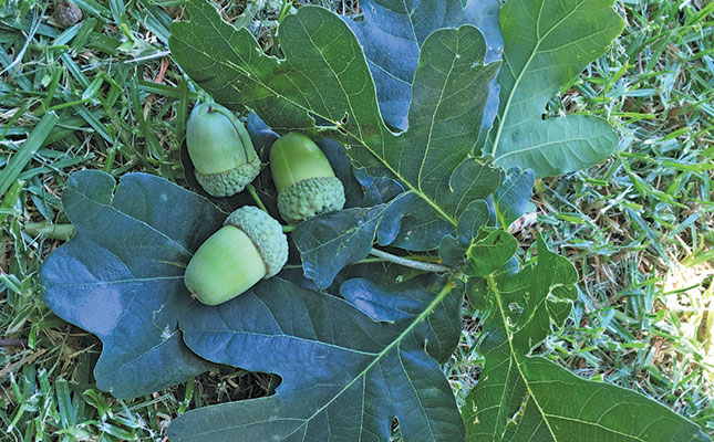 real green acorns