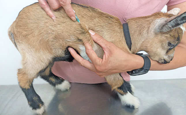 Animal health: putting together a first-aid kit for livestock