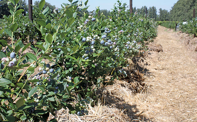 Farmers losing farms as price of blueberries falls