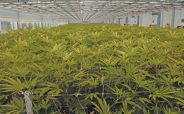 ‘SA well-positioned to become leader in cannabis production’