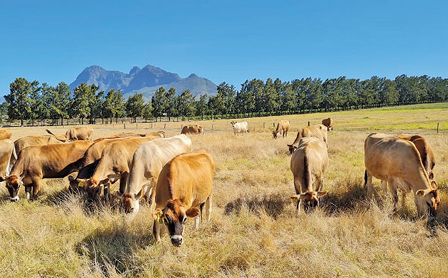 Dairy cows flourish on natural pasture