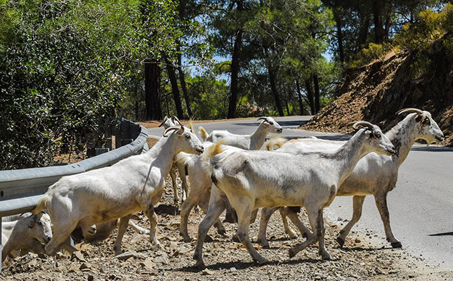 Farmers in Cyprus protest about protection for halloumi cheese Farmers in Cyprus protest about protection for halloumi cheese