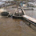 large-scale-freshwater-biofloc-technology-fish-farm