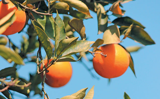 Bright future for citrus farming in Botswana