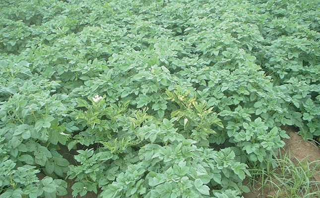 Planting and harvesting potatoes