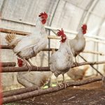 Poultry sector in Africa set for growth