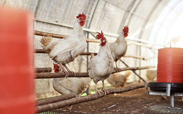 Poultry sector in Africa set for growth