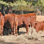 red-cattle