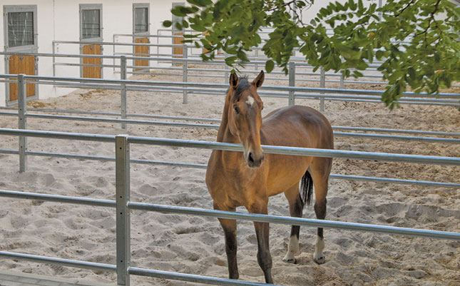 A first-aid kit for horses