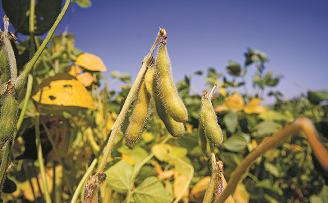 Largest soya bean crop on record expected for South Africa