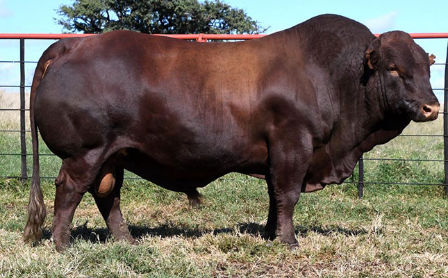 Bonsmara bull sells for record-breaking R2,1 million