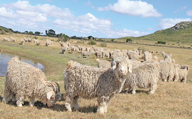 Breeding top Angora goats in the Southern Cape