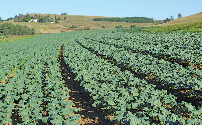 Zdravá pôda pomáha zabezpečiť 98% mieru balenia brokolice na farme KZN