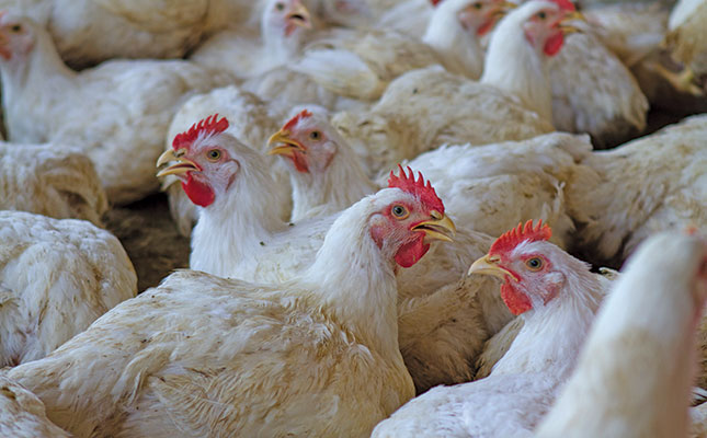 ‘Cheap poultry imports damage local industry’