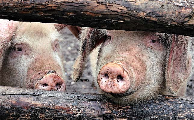 Pig breeders in China go high-tech to improve genetics Pig breeders in China go high-tech to improve genetics