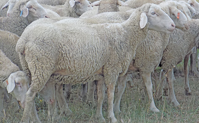 Farmers warned to keep animals warm as cold weather hits