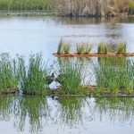 Wetland plants indigenous to South Africa can remove excess nutrients from farm dams and assist in the purification of the water.