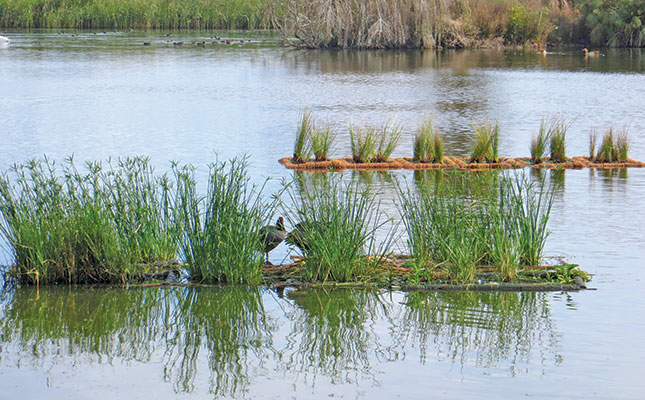 Floating wetlands: a cleaning solution for polluted farm dams