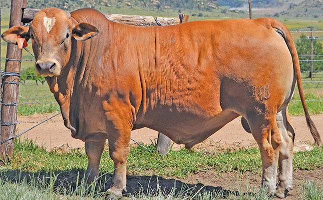 Genetics-based guidelines to buying a bull at an auction