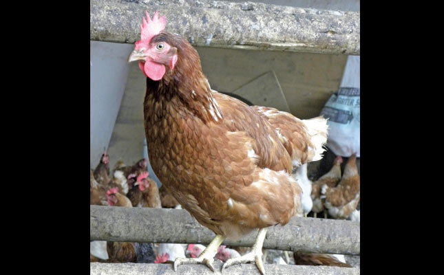 Choosing the right feed for your chickens Choosing the right feed for your chickens
