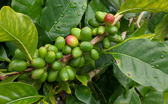 Plans afoot to return Angola coffee production to former glory