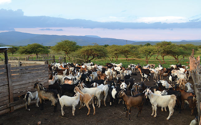 ‘Politicising stock theft doesn’t help SA’s farmers’ ‘Politicising stock theft doesn’t help SA’s farmers’