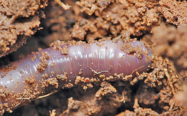 Want easier, better farming? Add humus and earthworms Want easier, better farming? Add humus and earthworms