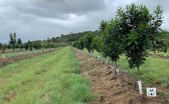 The rise of macadamia production in KZN