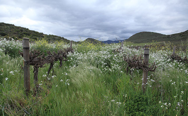 Organic fruit production almost non-existent in South Africa Organic fruit production almost non-existent in South Africa