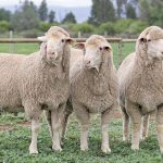 Polled Merino Sheep