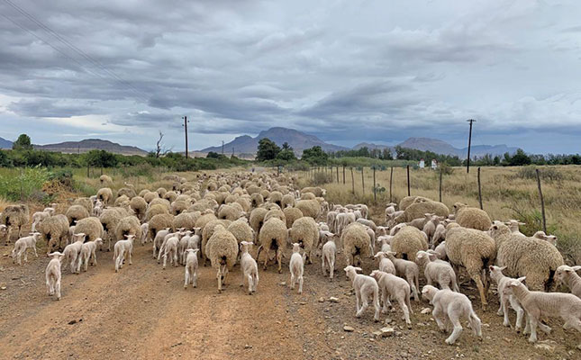 Výhody opýtaných Merinos pre ovčiarsky priemysel SA