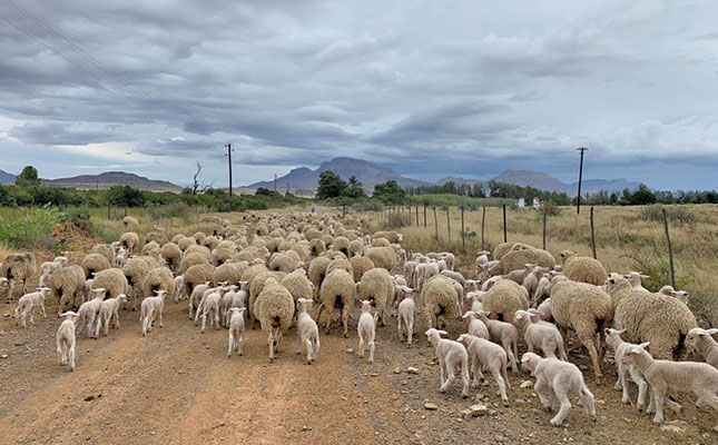 The benefits of polled Merinos for SA’s sheep industry The benefits of polled Merinos for SA’s sheep industry