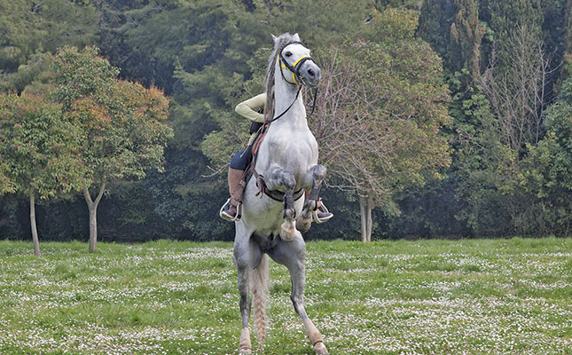 How stress influences the health and behaviour of horses