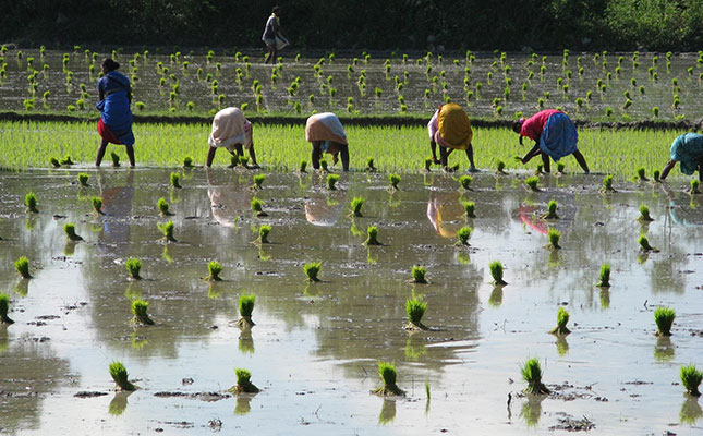 Fears about potential ban on rice exports from India