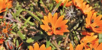 Beetle Daisy Flower