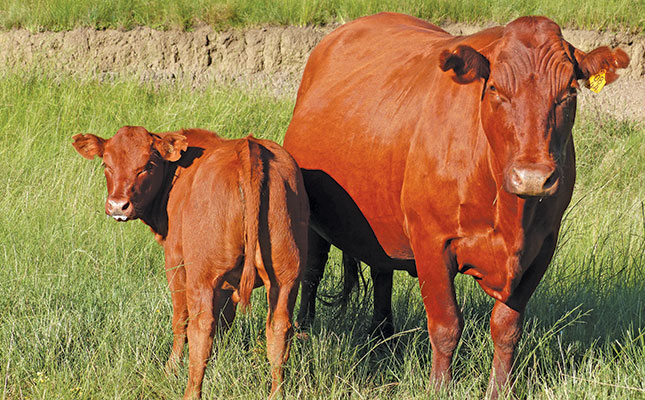 The rise of the Bonsmara in South Africa The rise of the Bonsmara in South Africa