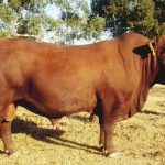 This bull, Curve Bender, is used as a stud sire, as his progeny produce small calves that develop into heavy weaners. He has already produced 105 registered progeny.