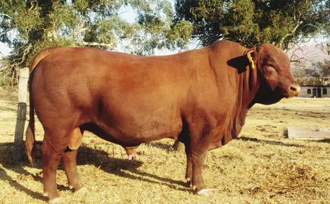 Maximising Brangus weaner growth with top-quality genetics