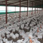 Many poultry producers and abattoirs in Limpopo are experiencing regular unscheduled power outages, resulting in the loss of thousands of chickens in the province.