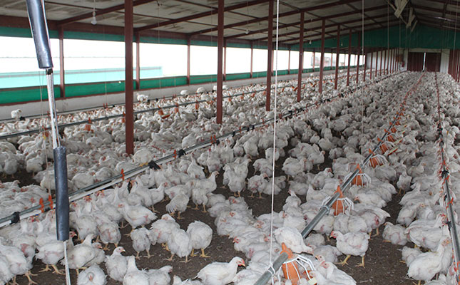 Unscheduled power outages result in high chicken mortalities