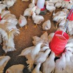 Broilers are market-ready at six weeks. Small-scale producers tend to sell live chickens, whereas commercial farmers usually send their birds to abattoirs.