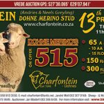 Charfontein – 13th Production sale