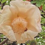 Flowers of the baobab tree (Adansonia spp) are pollinated mainly at night by fruit bats.