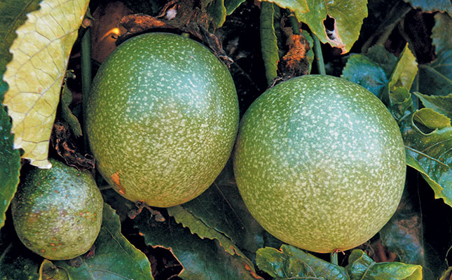 Port disruptions push passion fruit farm abroad Port disruptions push passion fruit farm abroad