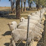 The proper fencing to keep sheep and goats safe