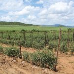 On the Basaki Boerdery farm, tomatoes are rotated with sugar cane.
