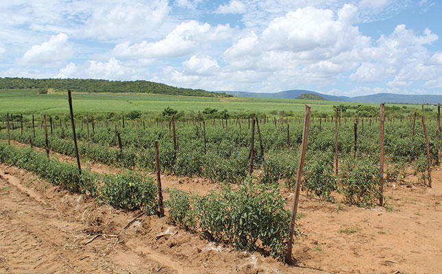 Baník na paradajkové listy: Stratégia farmárov v Pongole na porazenie škodcu