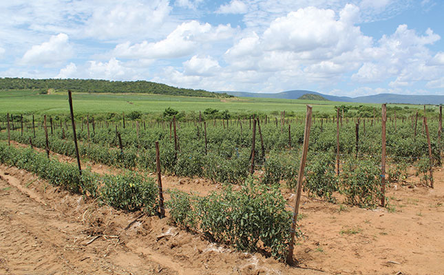 Tomato leaf miner: Pongola farmers’ strategy to beat the pest